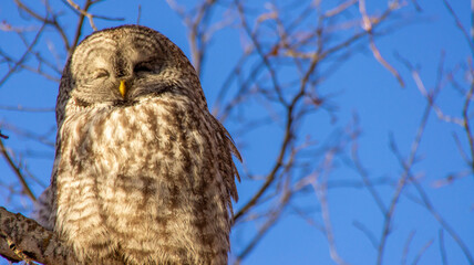 great horned owl