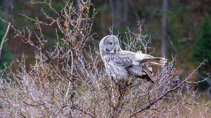 horned owl