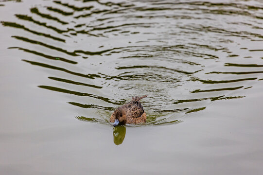 Lone duck powerfully swimming forward and making waves in its wake