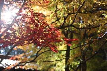 色とりどりのもみじ