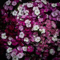 pink white dianthus. Amazon neon rose magic
