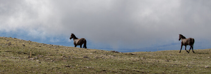 Mustang wild horses - Grulla stallions running over mountain ridge in the  Rocky Mountains in the...