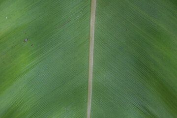 Green leaves in the morning atmosphere