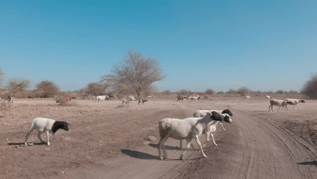 goats and sheep in africa search for food in the arid landscape after the drought