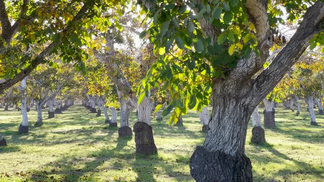 Backlit rows of walnut trees on a sunny day, panning shot