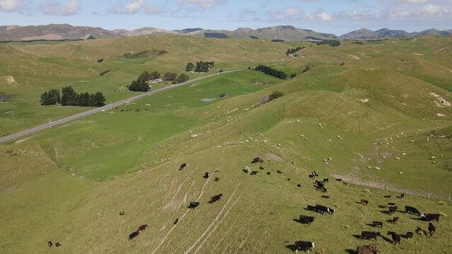 Cattle roaming rolling hills in New Zealand. Aerial circling view