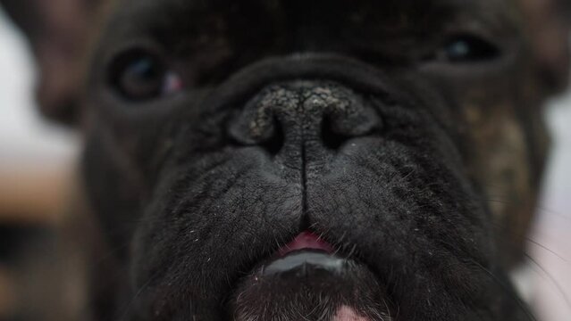 Closeup Portrait Of Black Wrinkled-Face French Bulldog With Dry Nose. - Closeup, Refocused