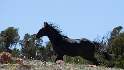 Young black colt wild horse running on rocky ridge in the western United States
