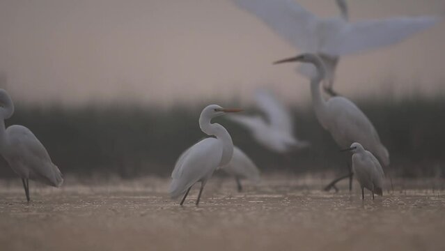 Flock of Great egrets in pond in a early morning