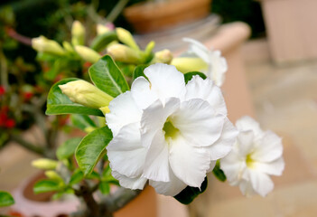 White azalea flowers growing on a shrub