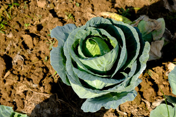 Soft focus of Big cabbage on the ground in the morning with mild sunshine in the garden.Head of green fresh cabbage.Organic vegetables.