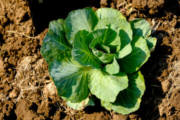Soft focus of Big cabbage on the ground in the morning with mild sunshine in the garden.Head of green fresh cabbage.Organic vegetables.