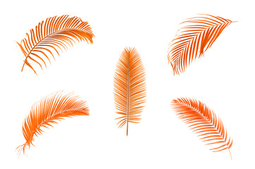 Fototapeta na wymiar Set of Orange palm leaves isolated on white background.