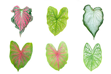 Set of Different caladium bicolor ( Florida sweetheart ) leaves isolated on white background.