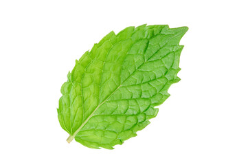 Mint green leaf isolated on white
