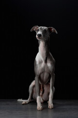 Portrait of a nice dog on a black background in the studio. Beautiful pet, Whippet breed
