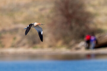 An Avocet flying through with a couple of onlookers in the background. Image taken at Cherry Creek State Park, Colorado.