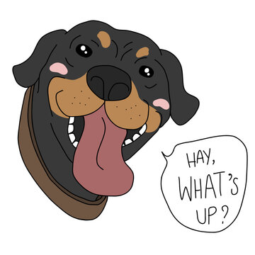 Rottweiler dog face say Hay, What's up? cartoon vector illustration	

