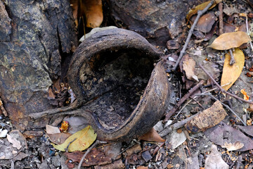 04 December 2022, Pune, India, Empress Botanical Garden, a green paradise in the heart of Pune, There are many rare exotic and indigenous trees are grown and preserved in the garden.