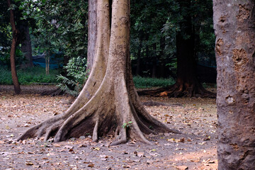 04 December 2022, Pune, India, Empress Botanical Garden, a green paradise in the heart of Pune, There are many rare exotic and indigenous trees are grown and preserved in the garden.