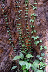 04 December 2022, Pune, India, Empress Botanical Garden, a green paradise in the heart of Pune,...