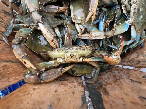 Male blue crabs in bushel basket