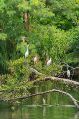 Snowy Egret Wading in shallow edge of lake looking for fish