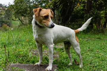 jack russell terrier puppy
