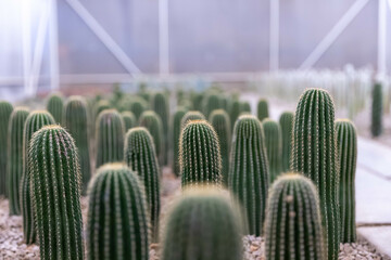 A tall, spiky cactus planted in a nursery.