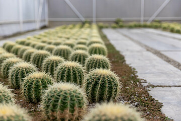 A spherical cactus with spiky thorns is grown in nurseries.