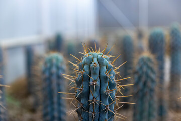 The rose-shaped cactus has sharp spines around it. was planted in the nursery