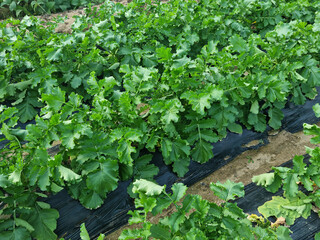 
It is a leaf of a radish growing well in the field.