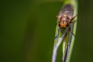 insect on leaf