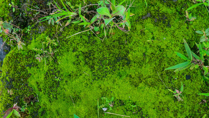 mossy concrete and overgrown with wild plants
