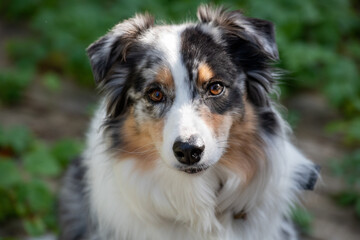 A closeup portrait of an Australian shepherd puppy or Aussie with its mouth closed looking forward. The young dog has long fluffy brown, grey, white and black fur. Its nose is black and eyes are brown