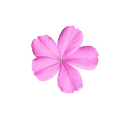 White plumbago or Cape leadwort flower. Close up pink small single flower isolated on white background. 
