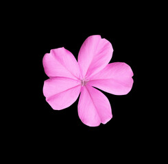 White plumbago or Cape leadwort flower. Close up pink small single flower isolated on black background.