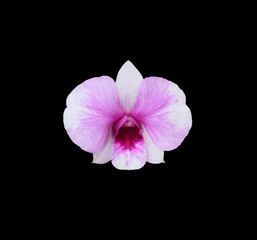 Dendrobium or Orchid flower. Close up pink-purple orchid flower  isolated on black background. Top view of exotic flower.