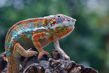 The Red panther chameleon  on a tree branch
