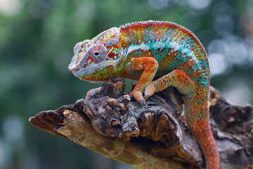 The Red panther chameleon  on a tree branch