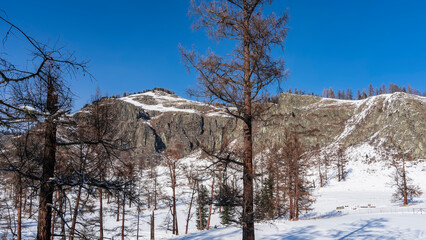 Bare and evergreen coniferous trees stand in snowdrifts. Shadows on the snow. A picturesque mountain range against a clear blue sky. Altai