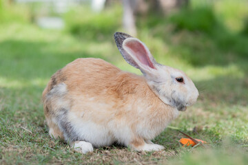 rabbit sleep on ground, bunny pet, holland lop