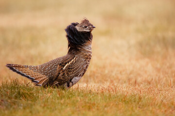 Display of fanned collar and tail of a ruffed grouse in autumn.