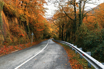 Fototapeta na wymiar The road in the autumn forest. An asphalt road with fallen leaves in an autumn forest. A country road in the autumn in the forest. Yellow and orange leaves on trees in the morning forest.
