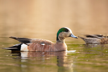 Bright duck American wigeon in breeding plumage in the lake.