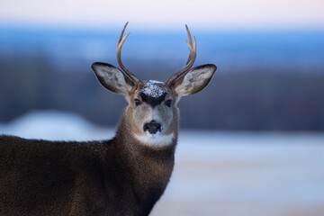 Portrait of the male mule deer in the winter field with snow.