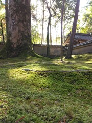 autumn in the forest