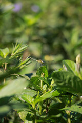 dragonfly on a leaf