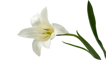 white lily-like tulips with a stem, isolated