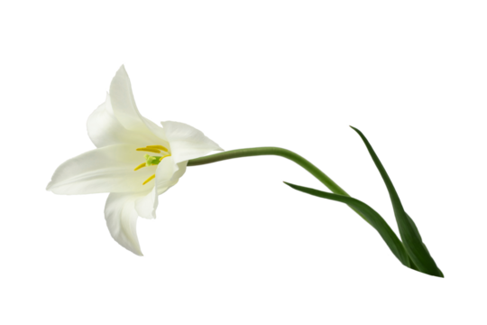 white lily-like tulips with a stem, isolated
